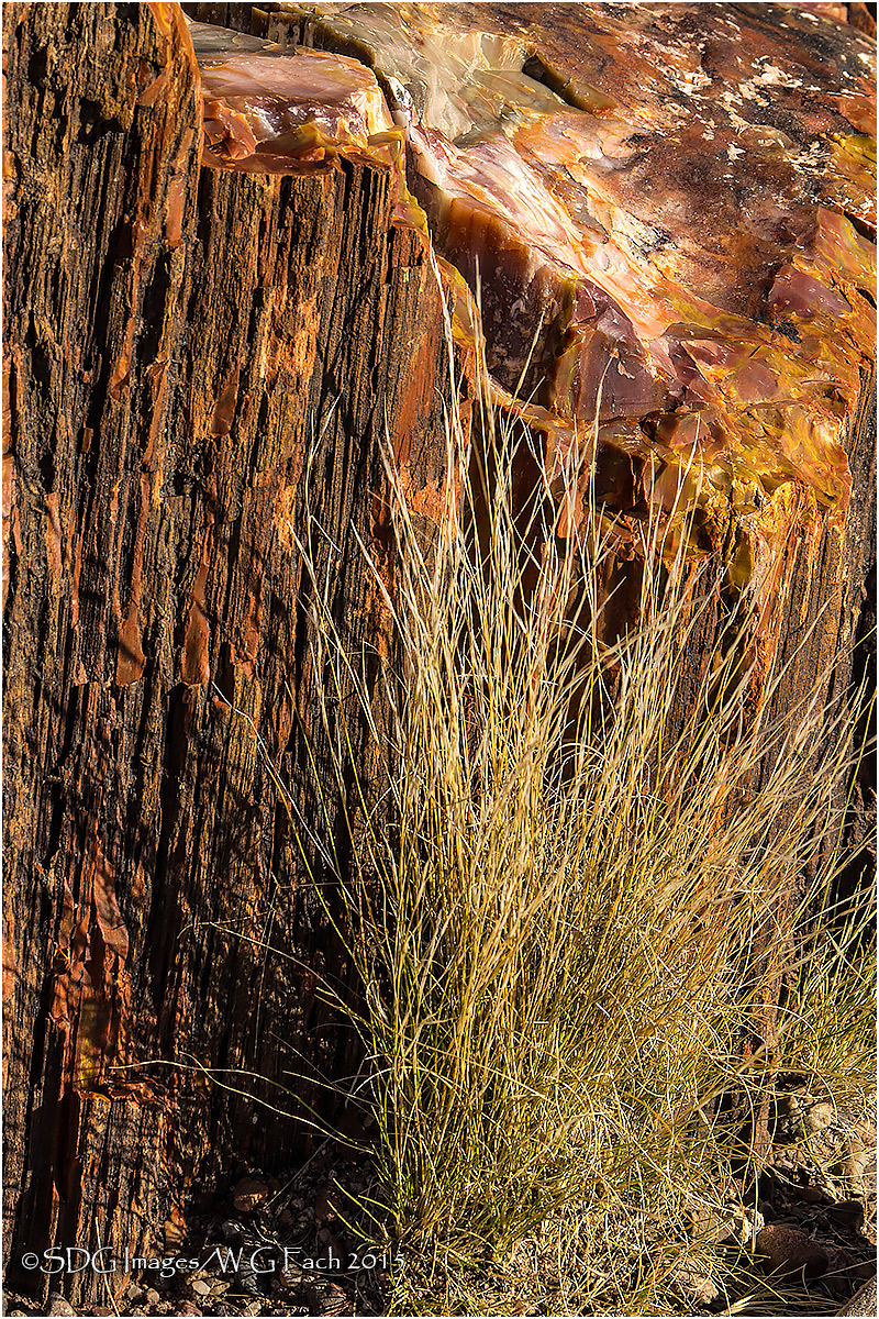 Ancient Flora 2