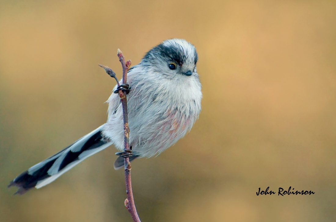Long Tailed Tit No2