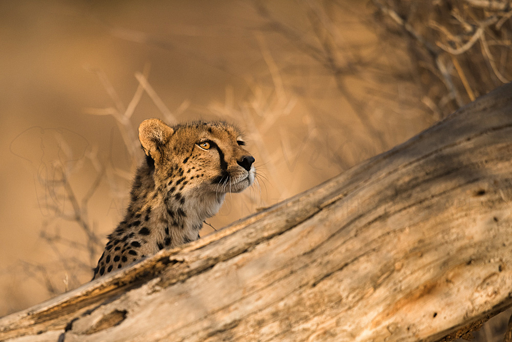 In The Evening Light