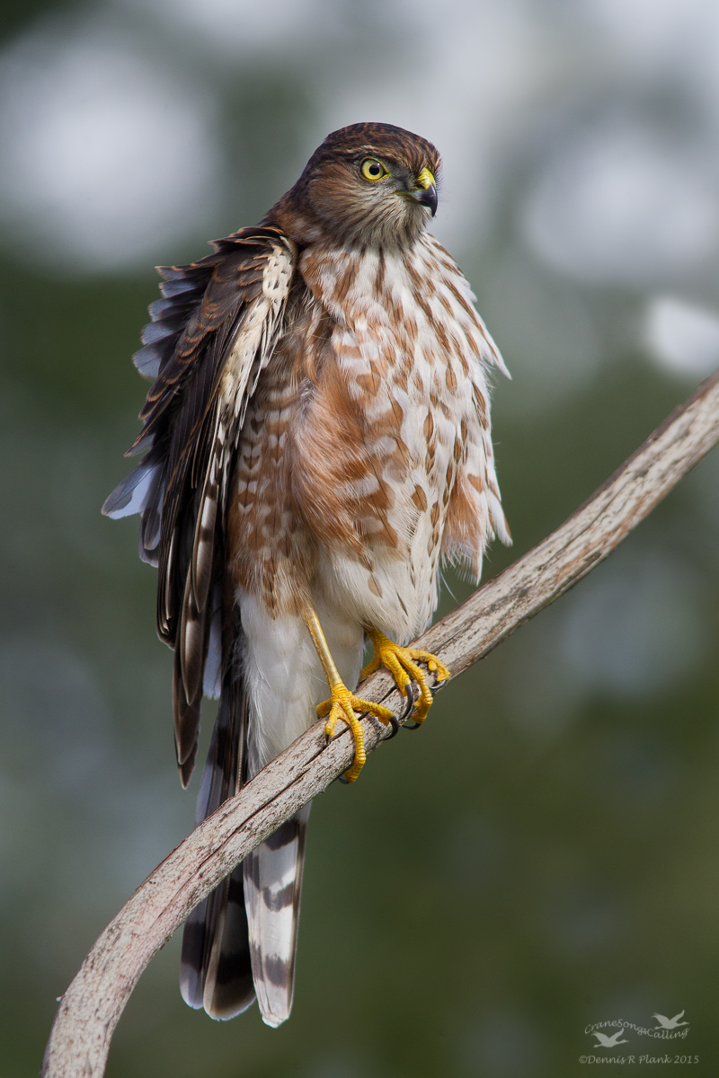 SharpShin Hawk & RP