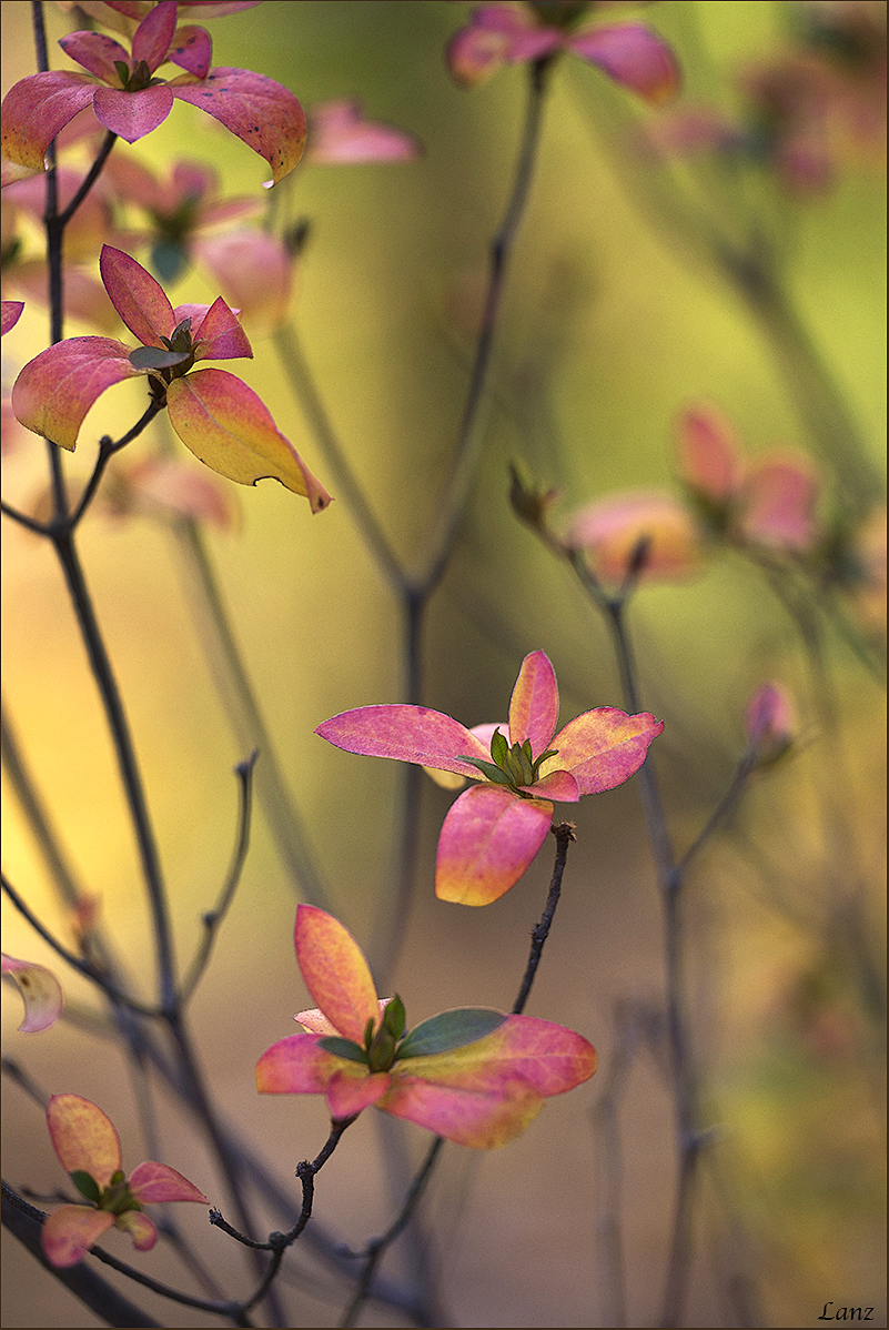 Fall Flora 3 