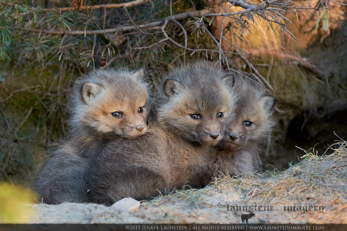 Three Little Kits