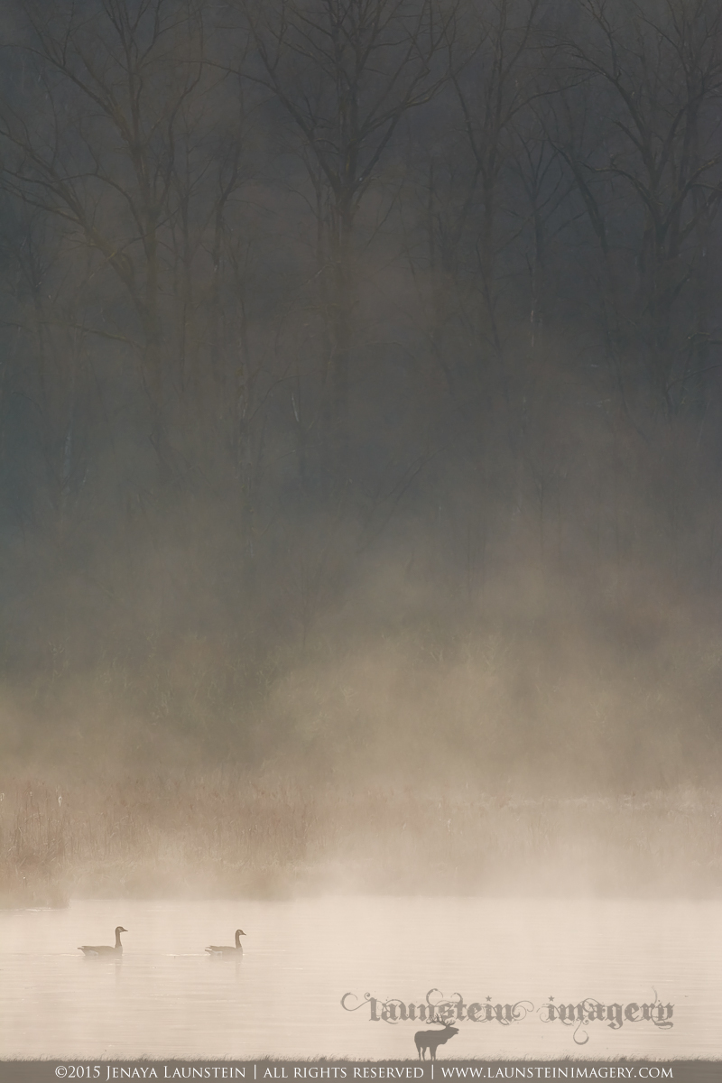 In The Mist