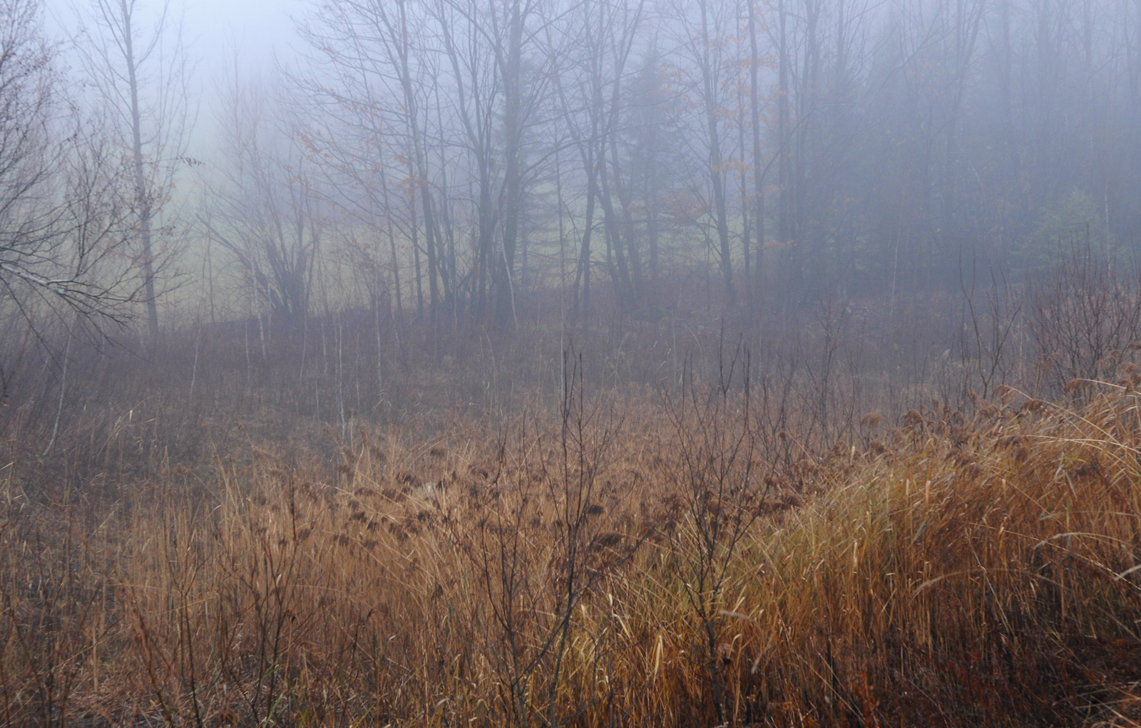 November Fog +repost