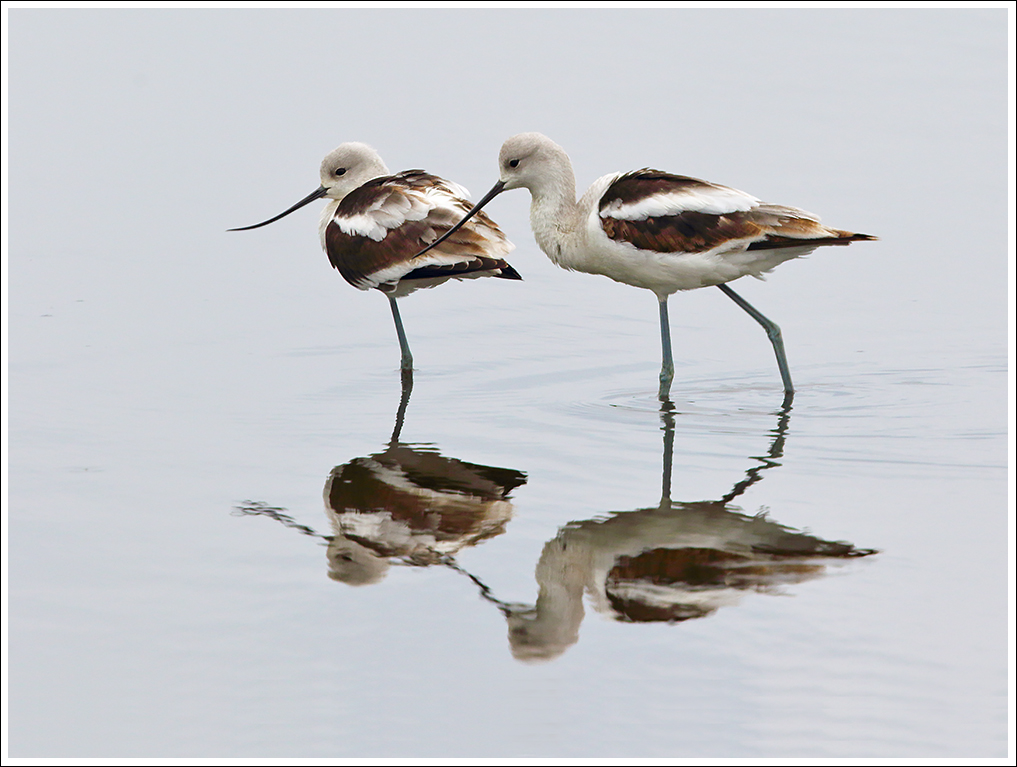 American Avocet Pair