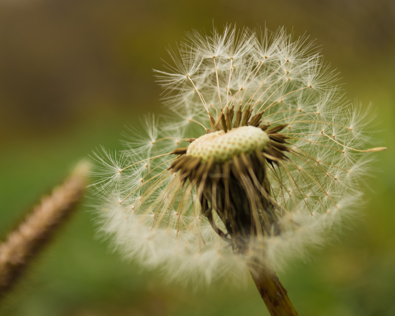 Fragile Little Puff