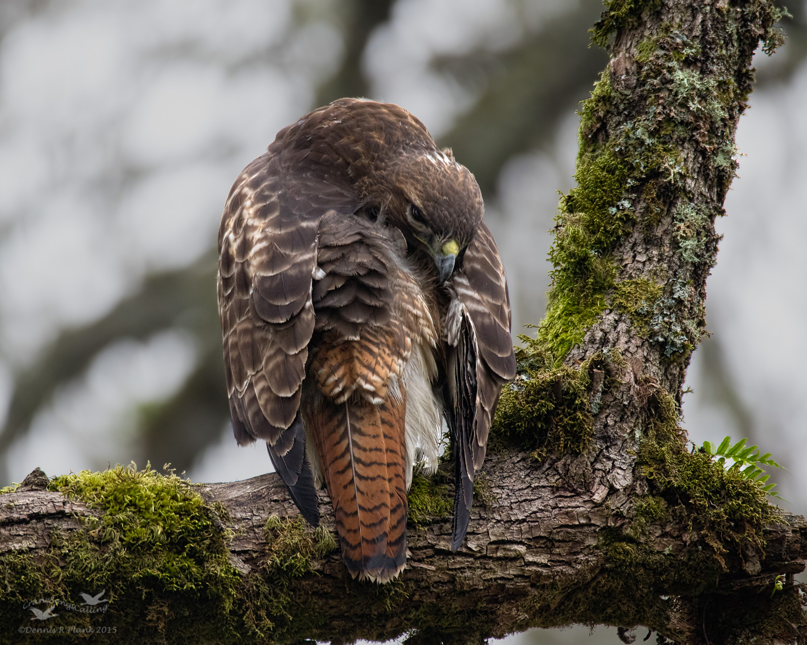 Red-tailed Hawk
