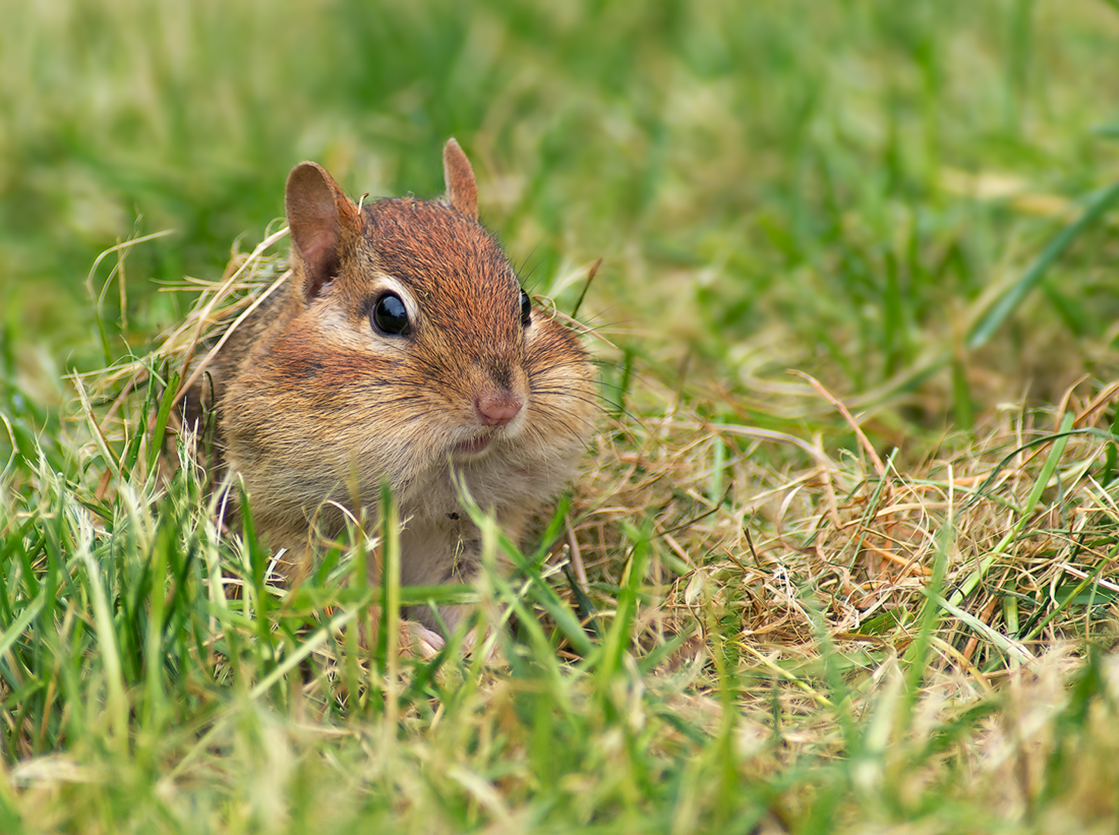 Not One More Nibble!