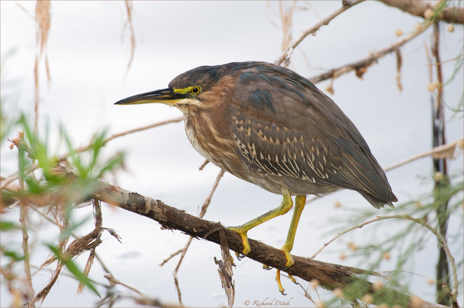 Green Heron