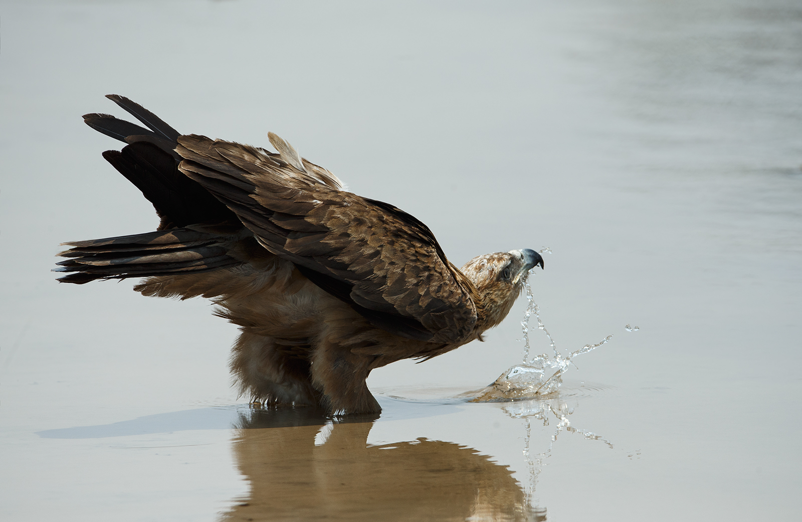Thirsty