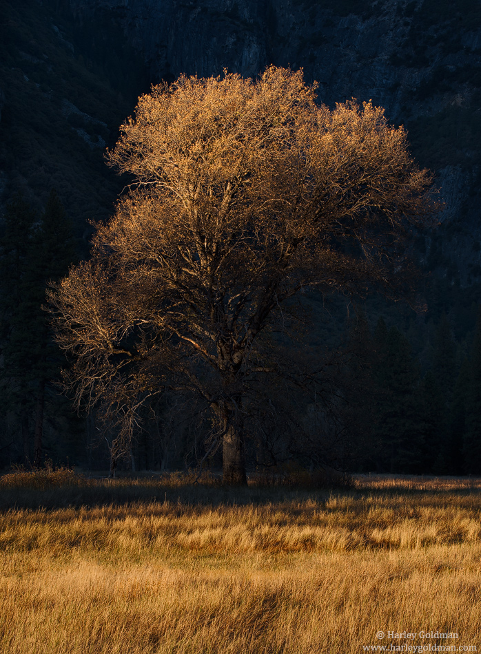 Stately Oak