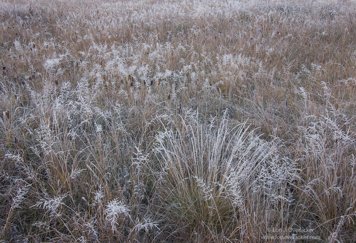 Splendor in the Grass