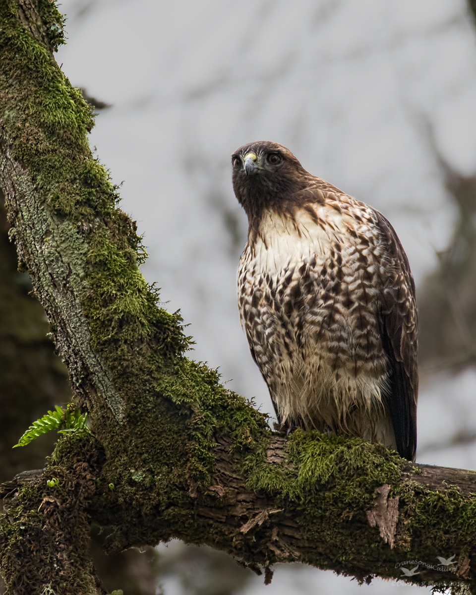 Red-tailed Hawk