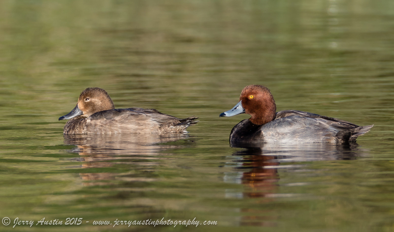 Texas Redheads II