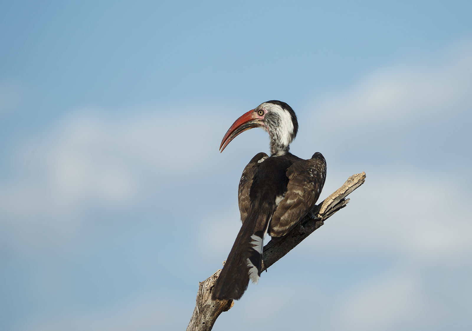 Red Billed Hornbill