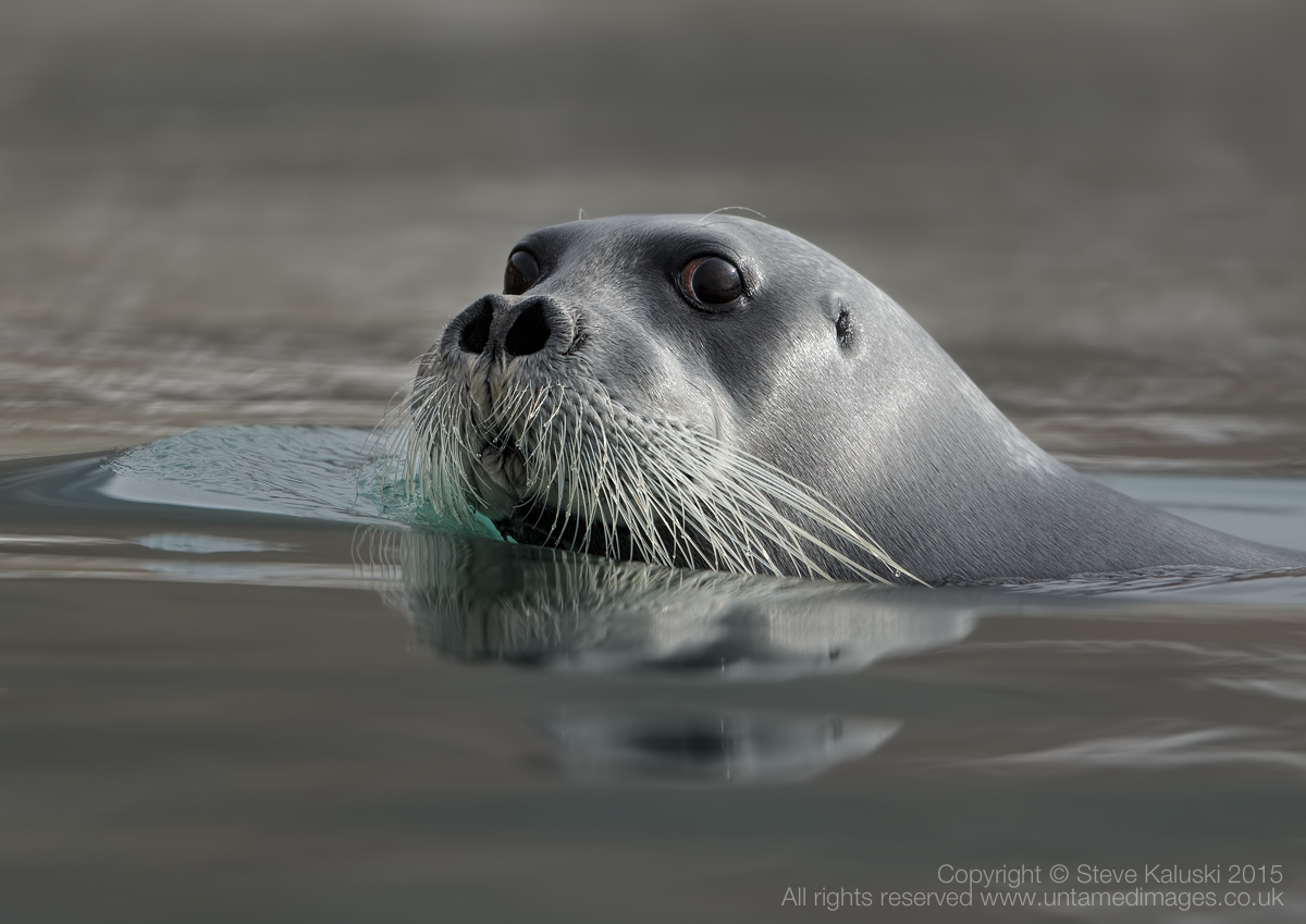 Bearded seal
