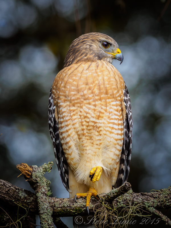 Red Shouldered Hawk #2