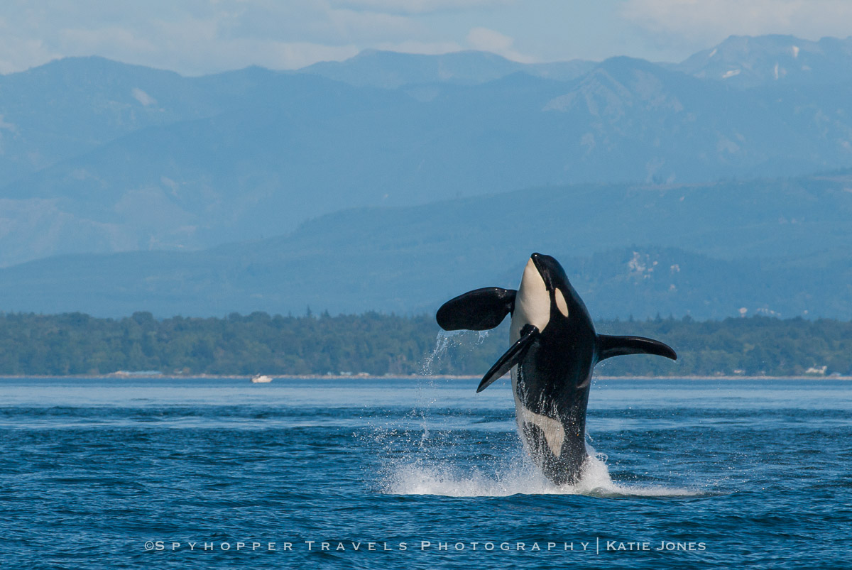 Orca Breach