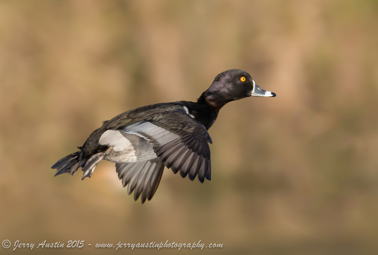 Ring-Necked Glide