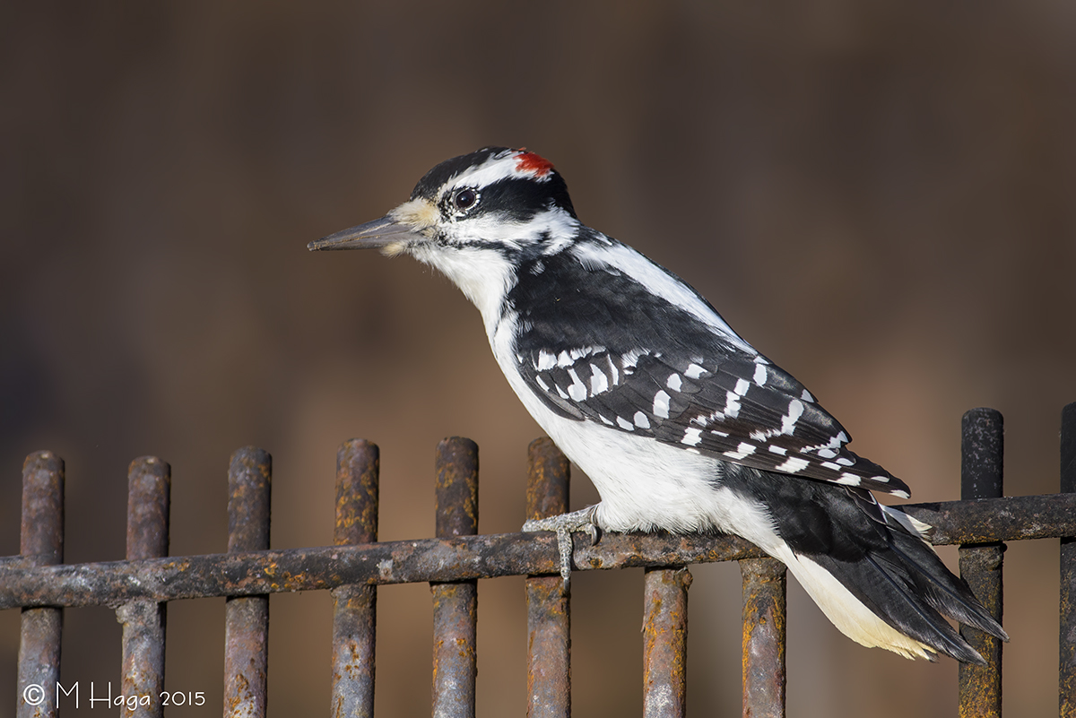 Hairy Woodpecker