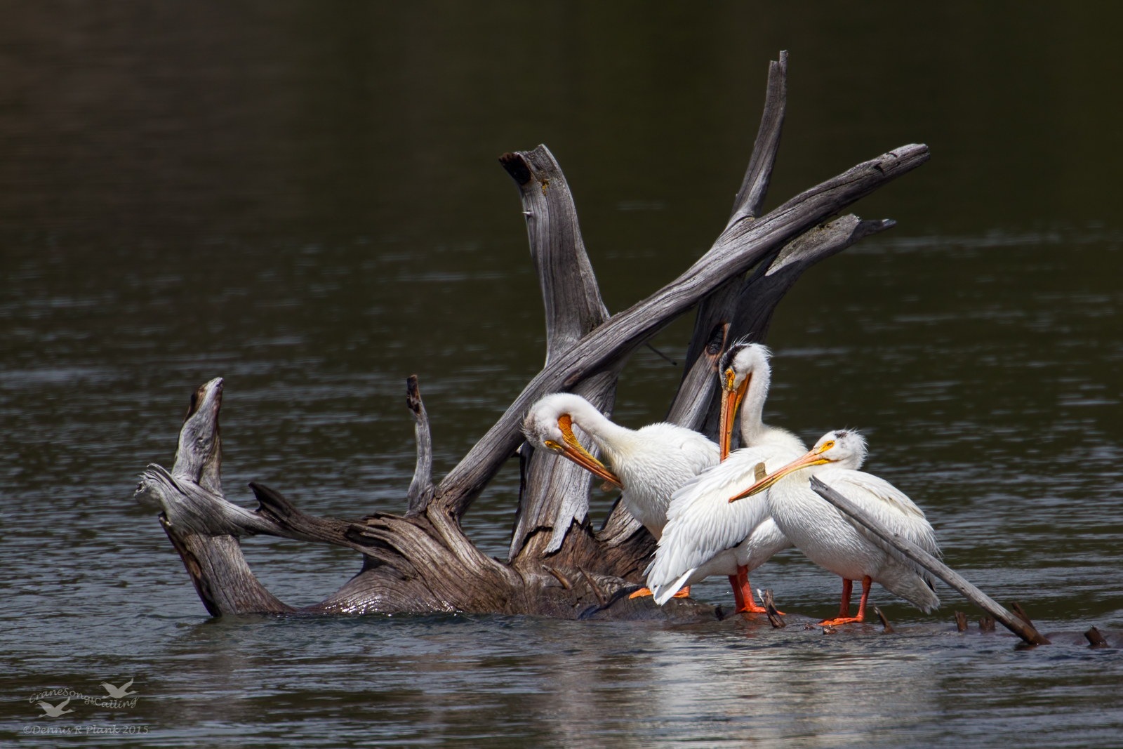 Yellowstone Pelicans