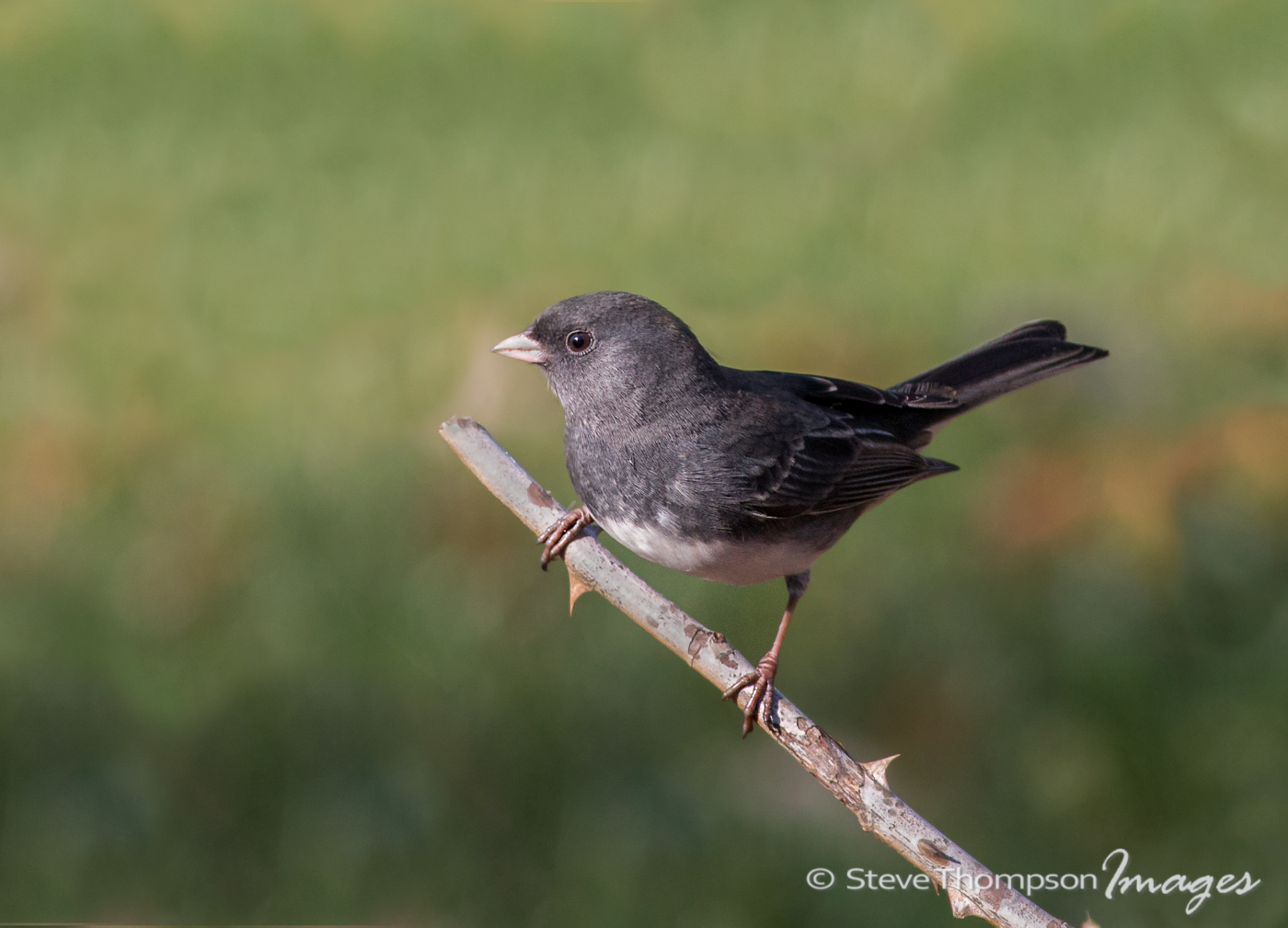 Dark Eyed Junco