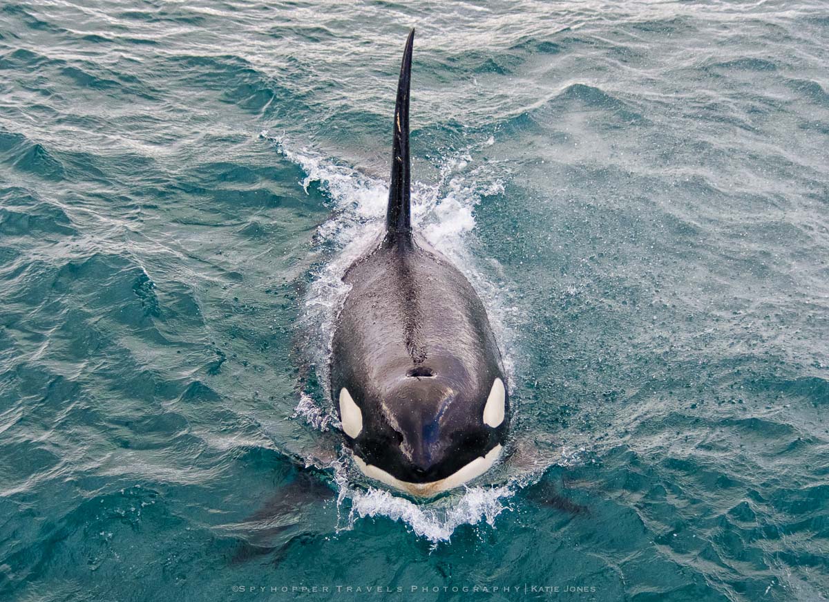 Peek-a-Boo with an Orca