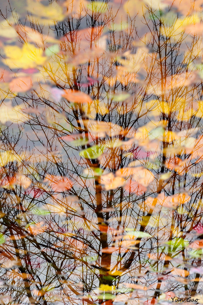 Autumn Leaves