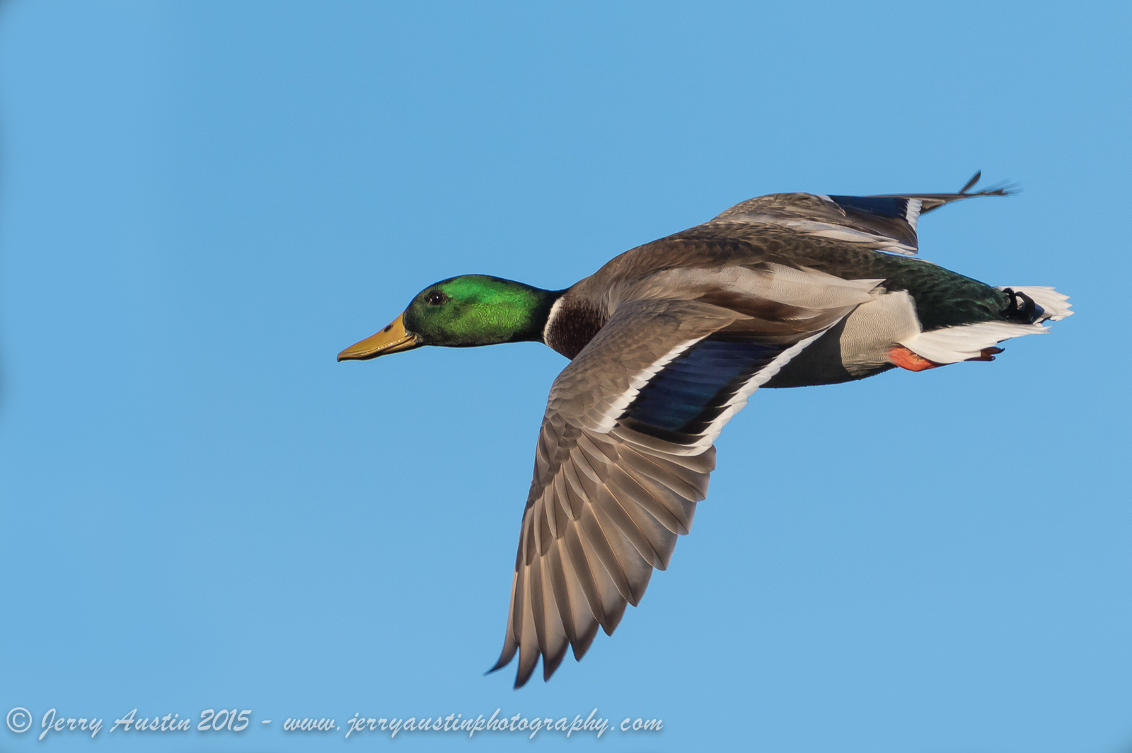 Texas Mallard