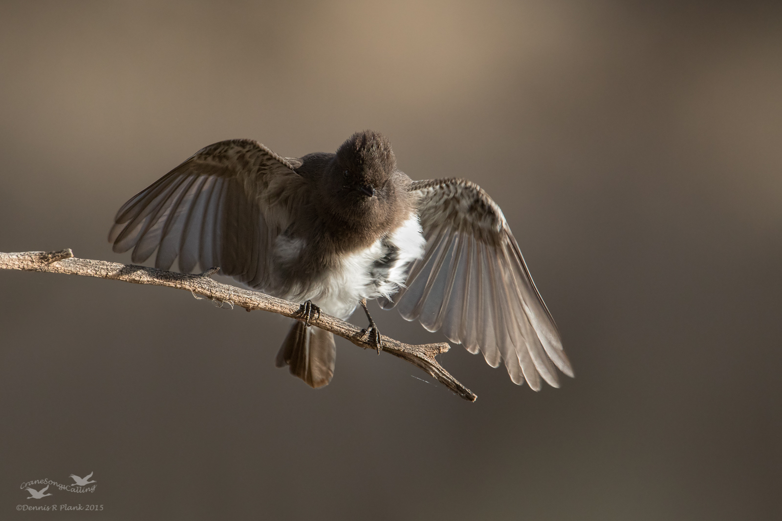Black Phoebe