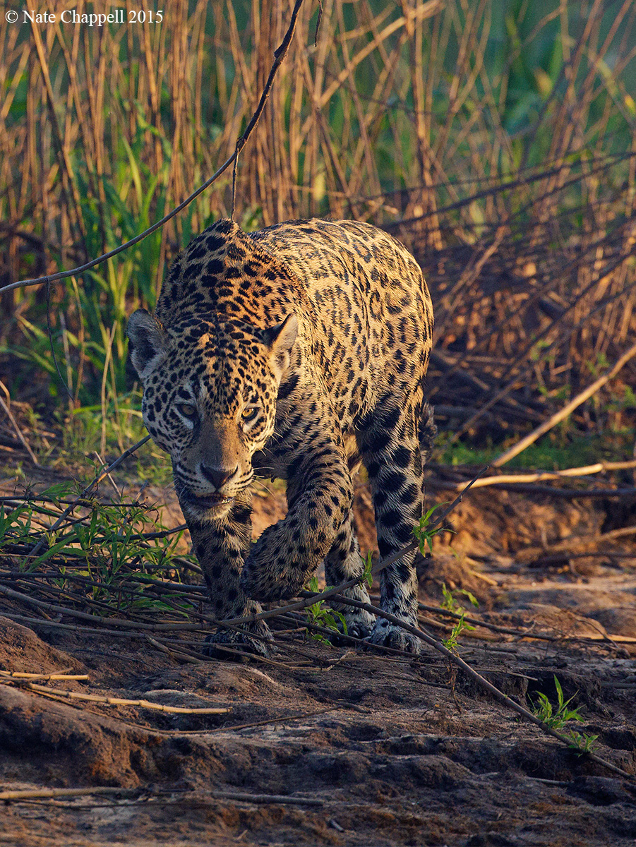Jaguar Stalking