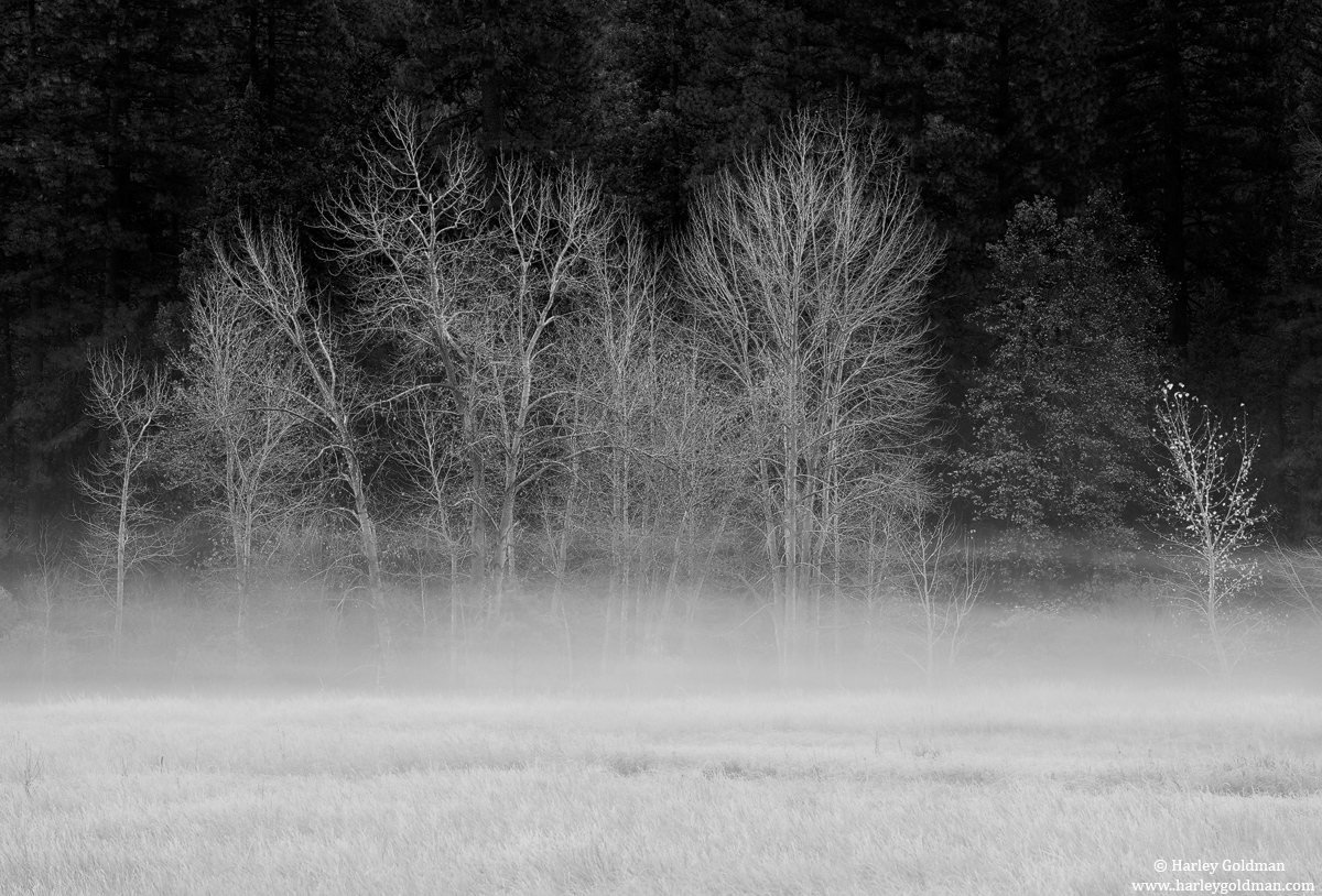 Bare Fog