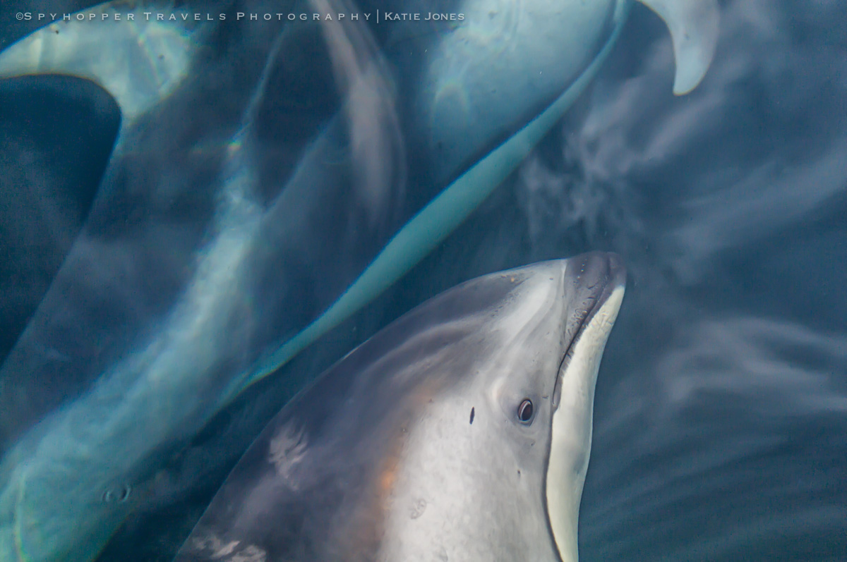 Curious Dolphin