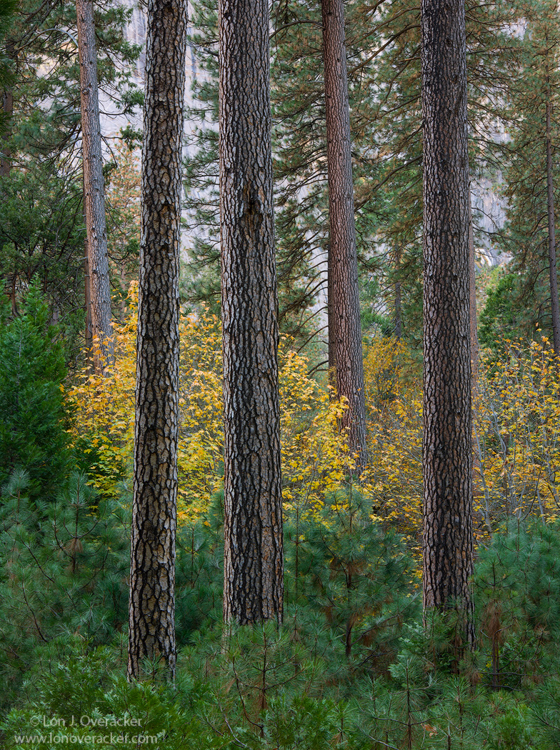 Yosemite Autumn +RP