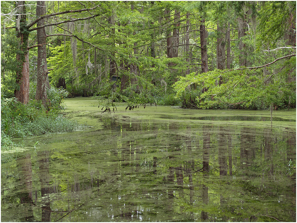 Spring in the Swamp