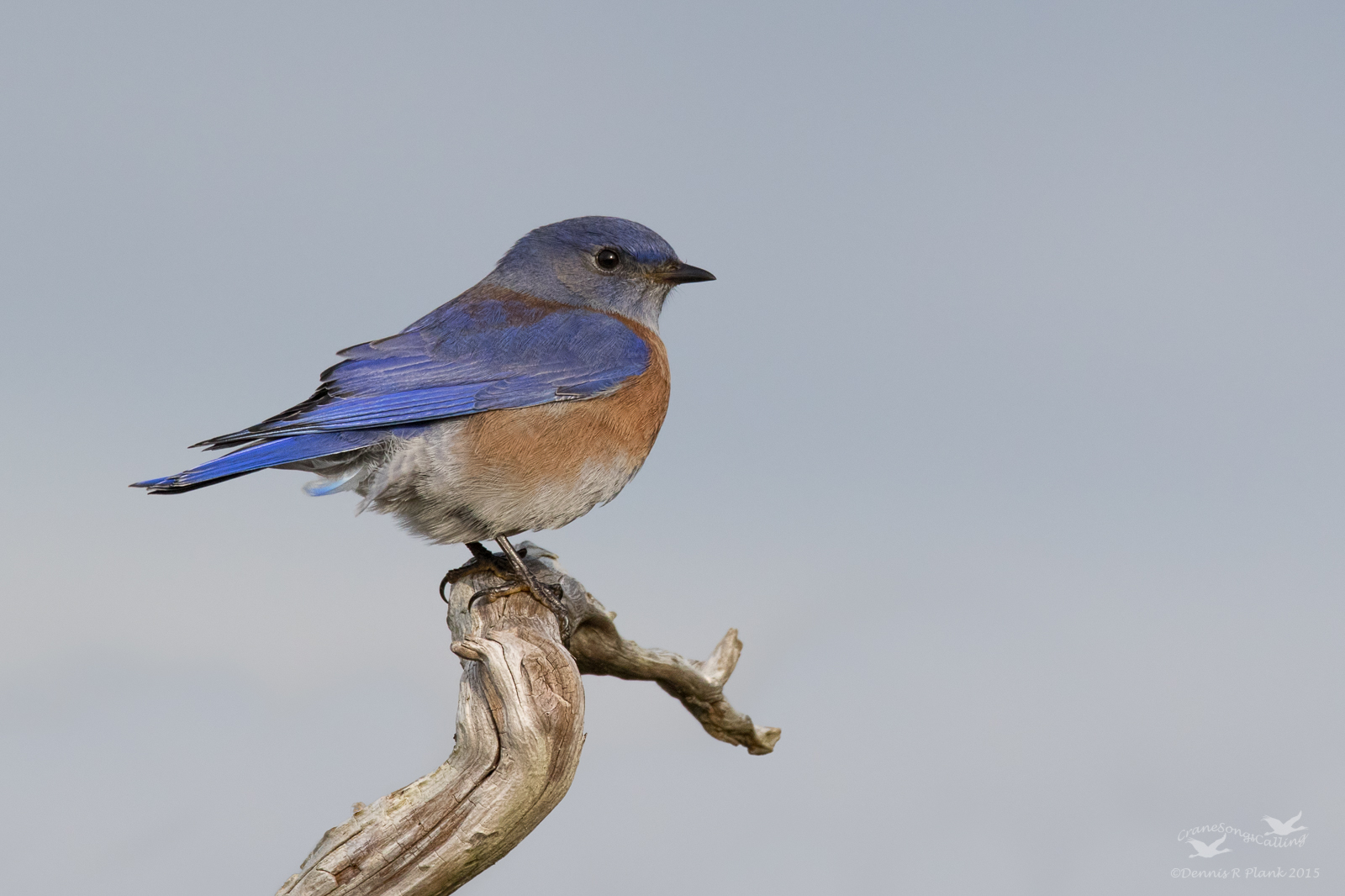 Winter Bluebird