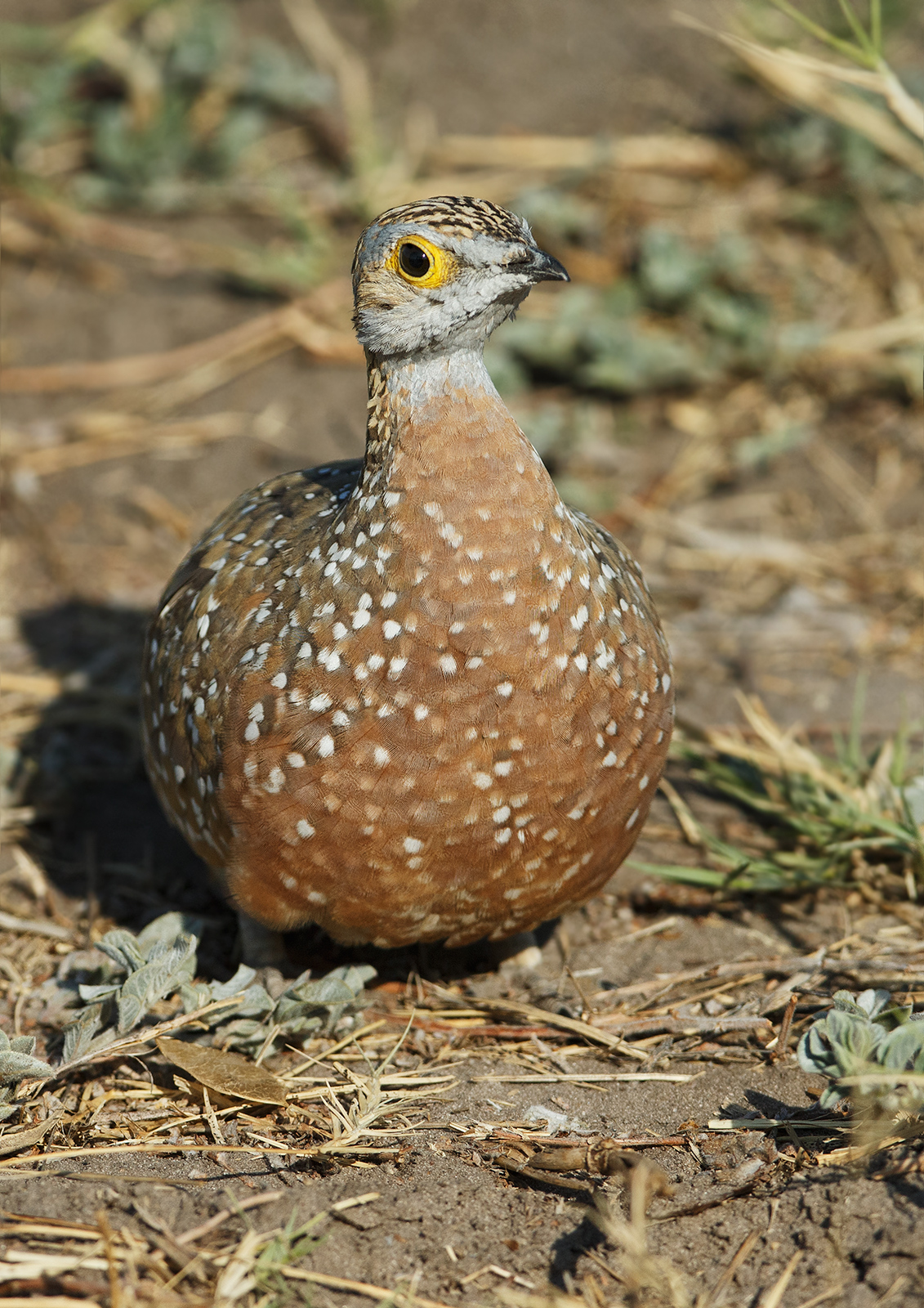 Burchell's Sandgrouse