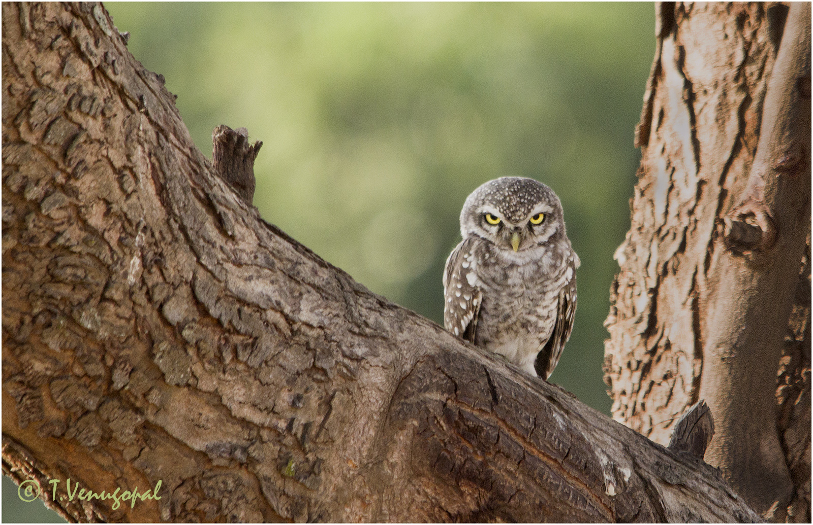 spotted owl -1