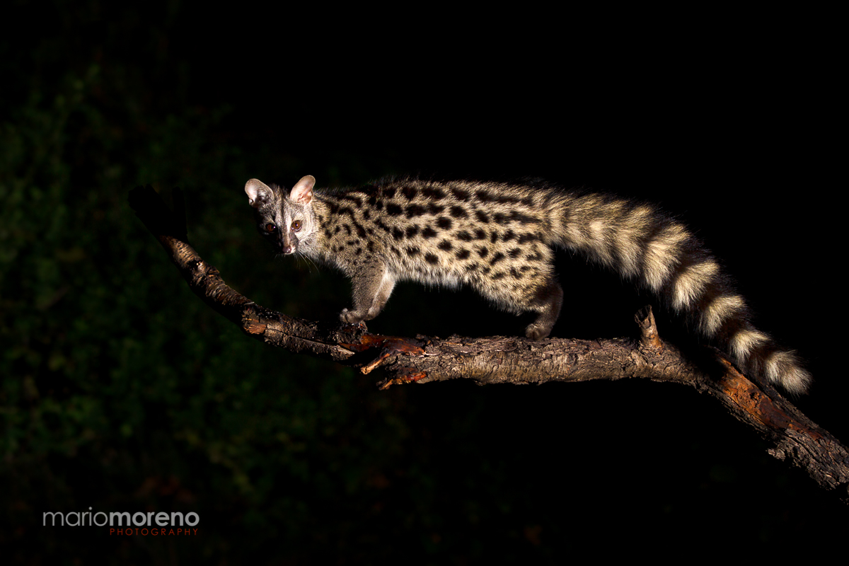 The Genet