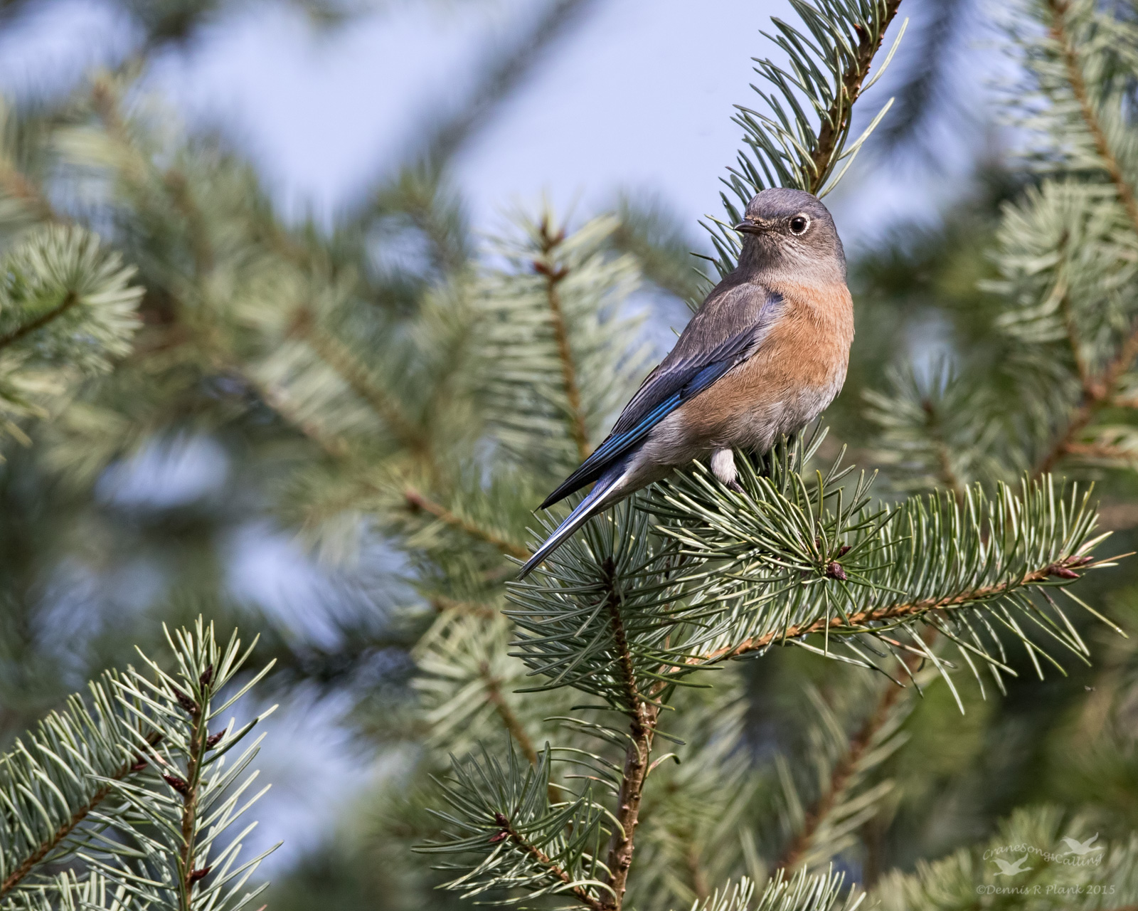 Winter Bluebird II