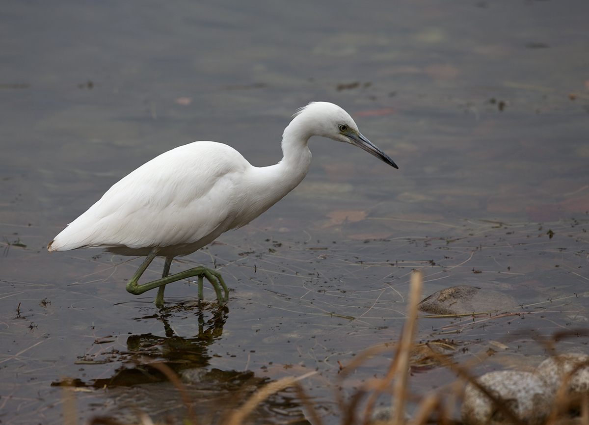Little Blue Heron (Imm)