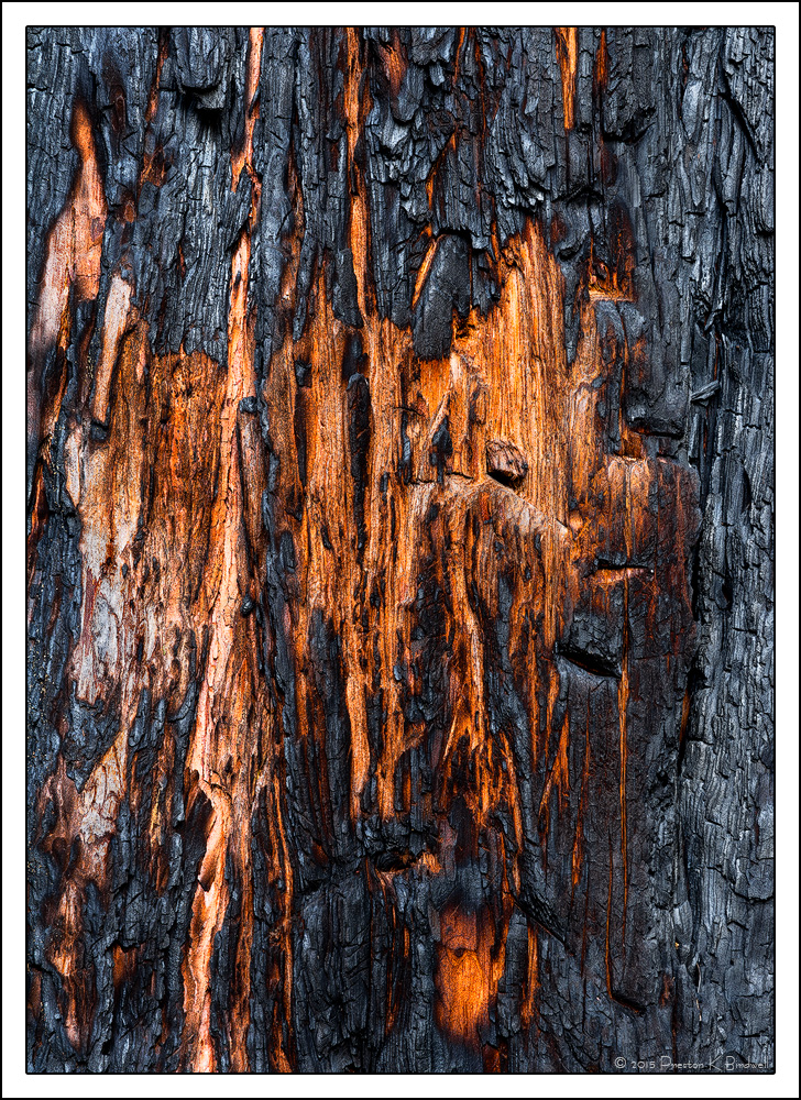 Yosemite Details #6