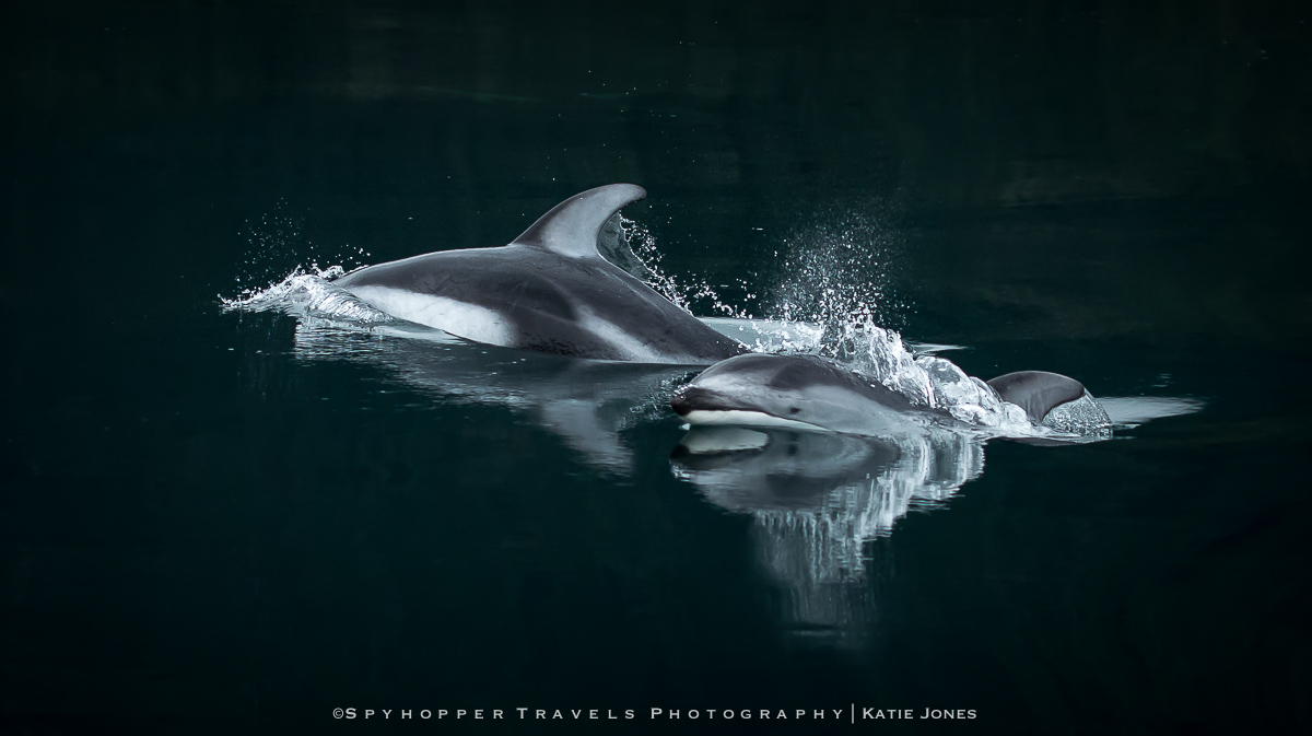 Dolphin Reflection