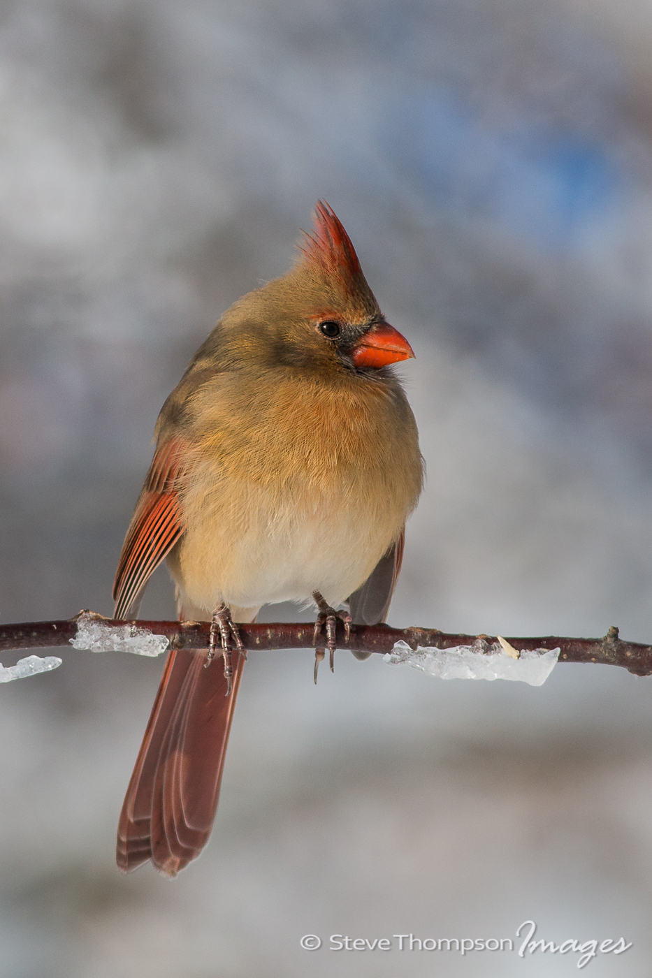 Female Northern Cardinal