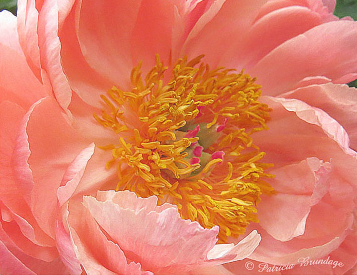 Coral Charm