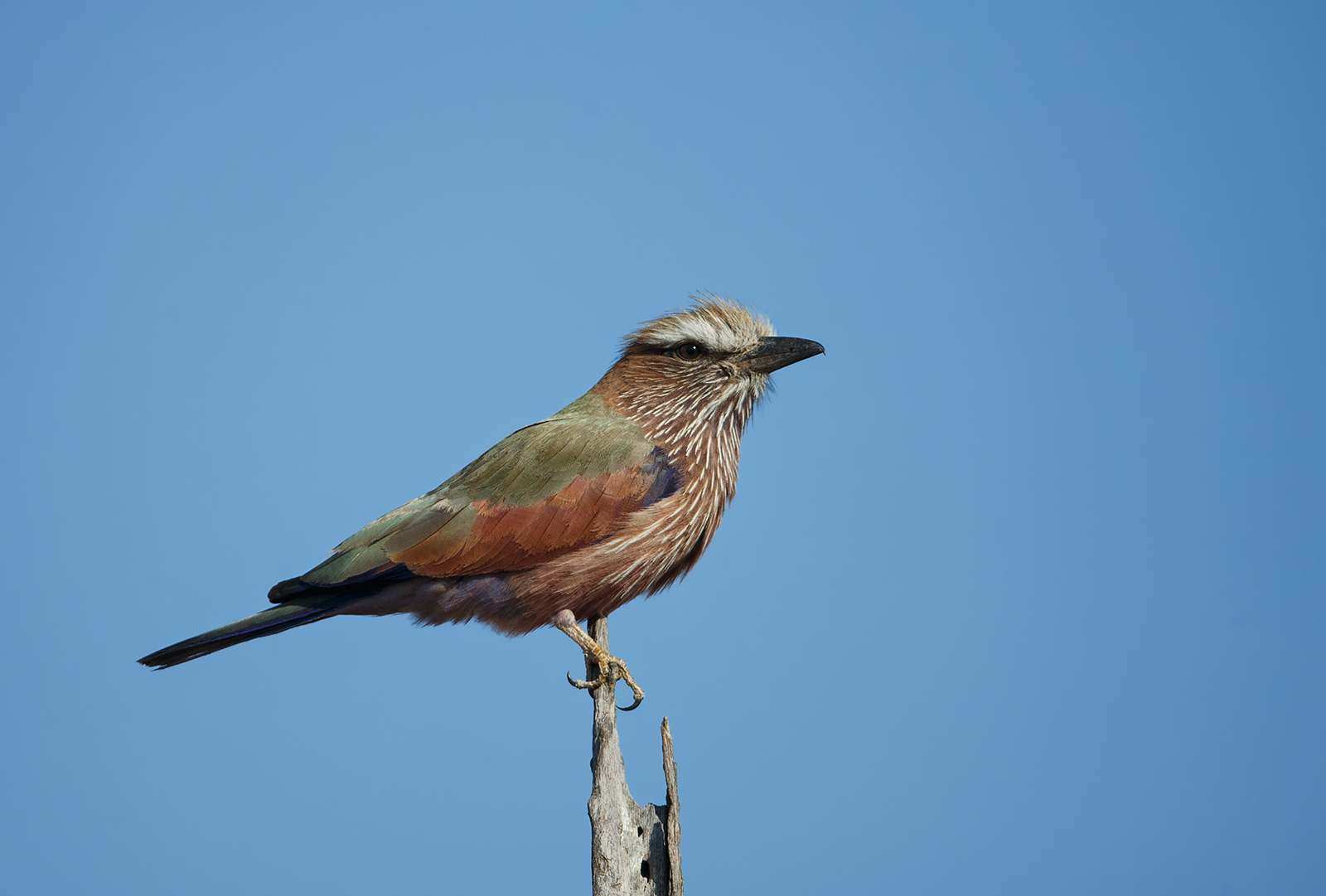 Purple Roller