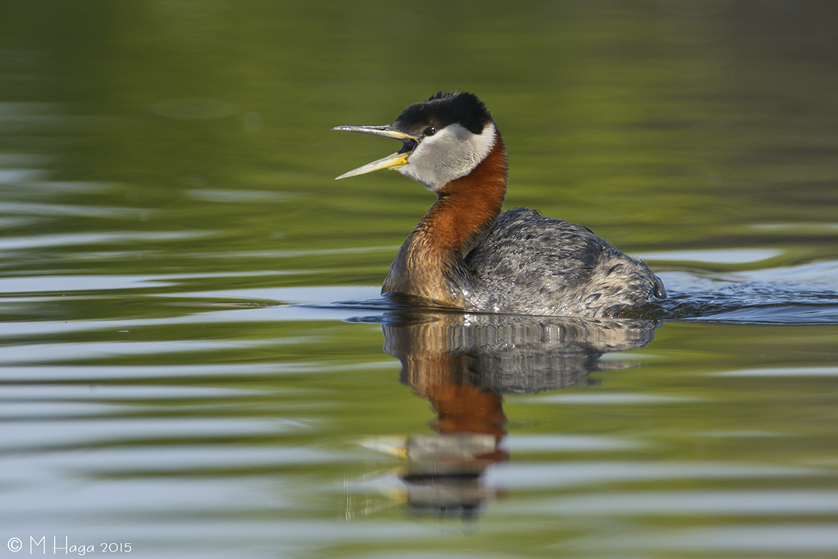 Red-necked Grebe