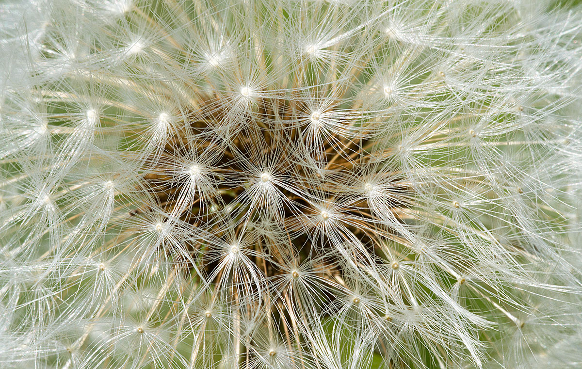 Dandelion Head