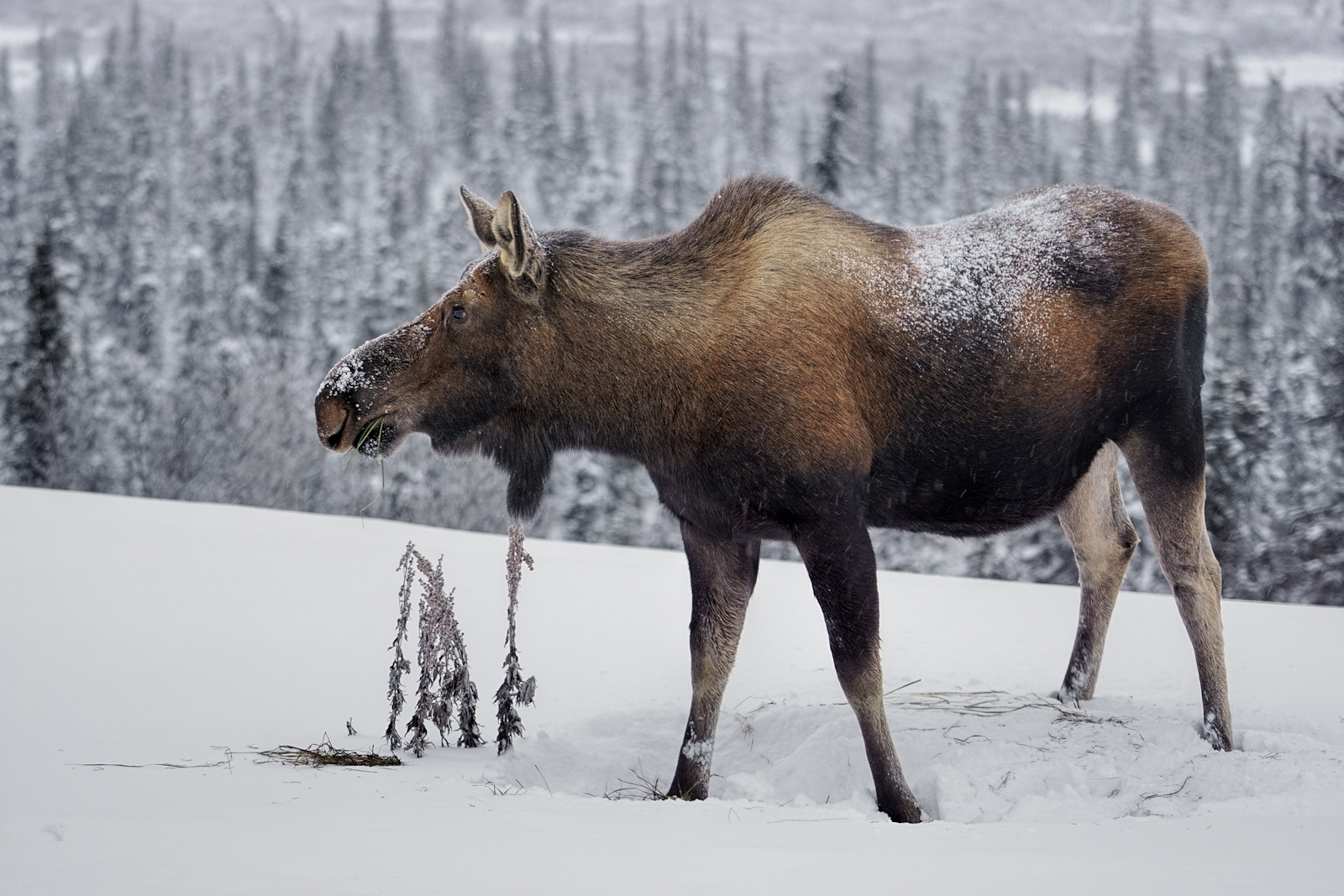 Winter Browsing