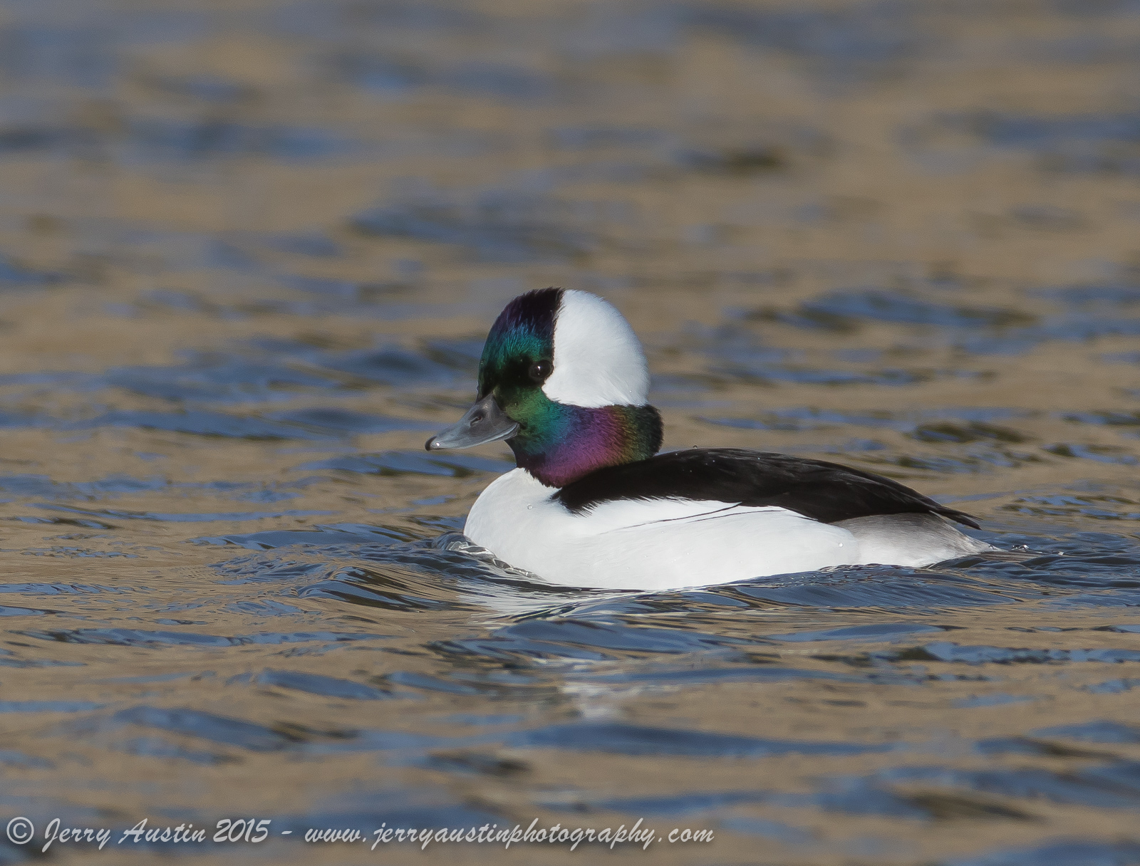 Texas Bufflehead